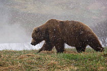 Kamchatka brown bear (Ursus arctos beringianus) in summer snow flurry, Valley of the Geysers, Kronotsky Zapovednik, Kamchatka, Far East Russia, June