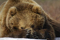 Brown bear {Ursus arctos} resting in the spring sunshine, Kronotsky Zapovednik, Kamchatka, Far East Russia