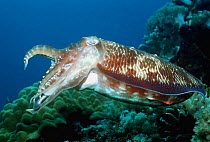 Broadclub cuttlefish (Sepia latimanus) on coral reef, Indonesia