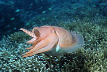 Broadclub cuttlefish (Sepia latimanus) on coral reef, Indonesia
