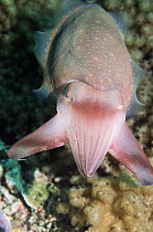 Broadclub cuttlefish (Sepia latimanus) hunting over coral rubble, using spectacular hunting technique: rythmic bands of dark quickly pulse along body and arms. Indonesia