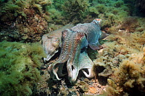 Giant cuttlefish (Sepia apama) male guarding egg-laying female. Spencer Gulf, Whyalla, South Australia