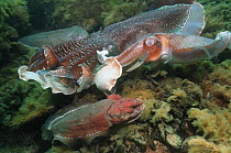 Giant cuttlefish (Sepia apama) large male repelling a 'sneaker' male: a small male disguising himself as female to get past the large male guarding the egg-laying female. (Female bottom frame). Spence...
