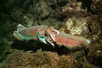 Giant cuttlefish (Sepia apama) pair mating. Spencer Gulf, Whyalla, South Australia