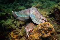 Giant cuttlefish (Sepia apama), male guarding egg-laying female. Spencer Gulf, Whyalla, South Australia