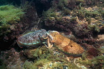 Giant cuttlefish (Sepia apama) mating. Spencer Gulf, Whyalla, South Australia