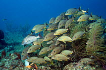 Bluestriped grunt (Haemulon sciurus) shoal, Bimini, Bahamas, Caribbean