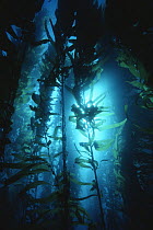 Giant kelp (Macrocystis pyrifera), California, USA