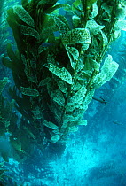 Giant kelp (Macrocystis pyrifera), California, USA