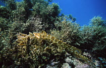 Giant kelpfish (Heterostichus rostratus) camouflaged in kelp, California, USA