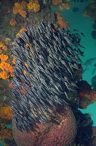 Lined catfish (Plutosus lineatus) school of juveniles moving over corals in search of food. They have venomous spines. Papua New Guinea.