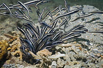 Convict blenny / false catfish (Pholidichthys leucotaenia) juveniles emerging from burrow, Papua New Guinea