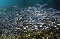 Convict blenny / false catfish (Pholidichthys leucotaenia) school of juveniles, Papua New Guinea
