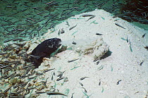 Convict blenny / false catfish (Pholidichthys leucotaenia) adult excavating its burrow, surrounded by school of juveniles, Papua New Guinea
