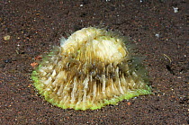 Mushroom coral (Fungia sp.) on sand, Bali, Indonesia
