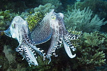 Two broadclub cuttlefish (Sepia latimanus) males sparring over females, showing breeding colours. Komodo, Indonesia