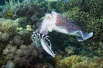 Broadclub cuttlefish (Sepia latimanus) male showing breeding colours, Komodo, Indonesia