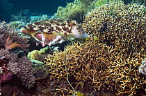 Broadclub cuttlefish (Sepia latimanus) female preparing to lay eggs in branching fire coral. Komodo, Indonesia. (Digital capture).