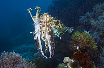 Broadclub cuttlefish (Sepia latimanus) camouflage, Komodo, Indonesia