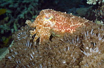 Broadclub cuttlefish (Sepia latimanus) with Xenia (Heteroxenia fuscescens) soft coral, Indonesia