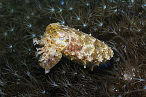 Broadclub cuttlefish (Sepia latimanus), Rinca, Indonesia