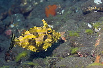 Strapweed filefish (Pseudomonacanthus macrurus) on seabed, Bali, Indonesia