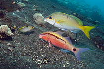Dash-and-dot goatfish (Parupeneus barberinus) grubbing in sand, closely watched by a Spinecheek (Scolopsis sp., an undescribed species) hoping to catch escaping prey. Bali, Indonesia