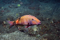 Multi-barred goatfish (Parupeneus multifasciatus), Bali, Indonesia