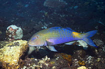 Yellowsaddle goatfish (Parupeneus cyclostomus), Bali, Indonesia
