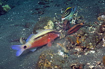 Dash-and-dot goatfish (Parupeneus barberinus) grubbing in sand for prey, closely watched by Longbarbel goatfish (Parupeneus macronema) and a Twoline spinecheek (Scolopsis bilineatus) hoping to catch e...