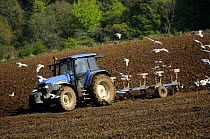 Tractor ploughing a field with gulls following, nr Lanhydrock, Cornwall, UK. May 08.