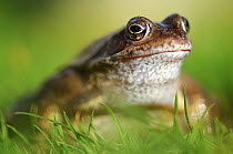 Common frog (Rana temporaria) portrait. Cornwall, UK. January
