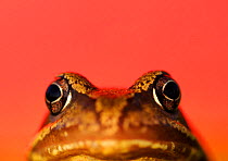 RF- Common frog (Rana temporaria) portrait with red background. UK. (This image may be licensed either as rights managed or royalty free.)