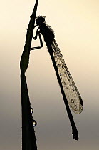 Silhouette of Blue-tailed damselfly {Ischnura elegans} with dew droplets. Tamar Lakes, Cornwall,
