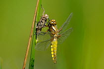 Broad-bodied chaser dragonfly {Libellula depressa}, newly emerged from nymphal case. Cornwall, UK. May