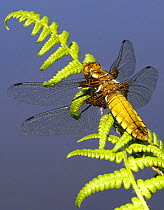 Broad-bodied chaser dragonfly {Libellula depressa} on fern, clearly showing veins in wings. Cornwall, UK. May