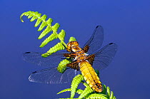 RF- Broad-bodied chaser dragonfly (Libellula depressa) on fern with veins in wings. Cornwall, UK. May. (This image may be licensed either as rights managed or royalty free.)