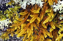 Moss and lichen, mixed species, Wistman's Woods, Dartmoor, Devon, UK. March