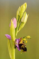 Bee orchid {Ophrys apifera}, Cornwall, UK. May