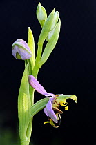 Bee orchid {Ophrys apifera}, Cornwall, UK. May