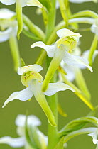 Lesser butterfly orchid {Platanthera bifolia} Dartmoor, Devon, UK. June