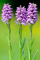 Spotted heath orchid {Dactylorhiza maculata} Dartmoor, Devon, UK. June