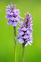 Spotted heath orchid {Dactylorhiza maculata} Dartmoor, Devon, UK. June
