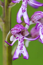 Rare Monkey / Lady hybrid orchid {Orchis simia x purpurea}. Possibly unique to Hartslock nature reserve (SSSI), Oxfordshire, UK. May 08.