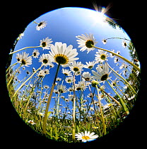 RF- Oxeye daisy (Leucanthemum vulgare) fish-eye lens. Devon, UK. June. (This image may be licensed either as rights managed or royalty free.)