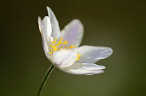 Wood anemone {Anemone nemorosa} flower, Cornwall, UK. April