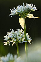 Ramson / wild garlic flower {Allium ursinum} Cornwall, UK