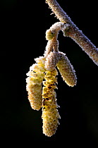Hazel catkins {Corylus avellana} and frost, Devon  UK. April