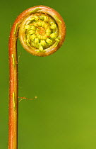 Hard fern {Blechnum spicant} frond uncurling, Cornwall, UK. April