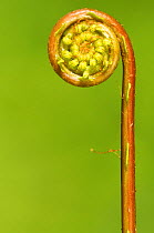 Hard fern {Blechnum spicant} frond uncurling,  Cornwall, UK. April